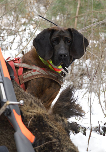 Schweißhund