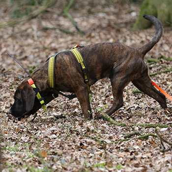 Schweißhund